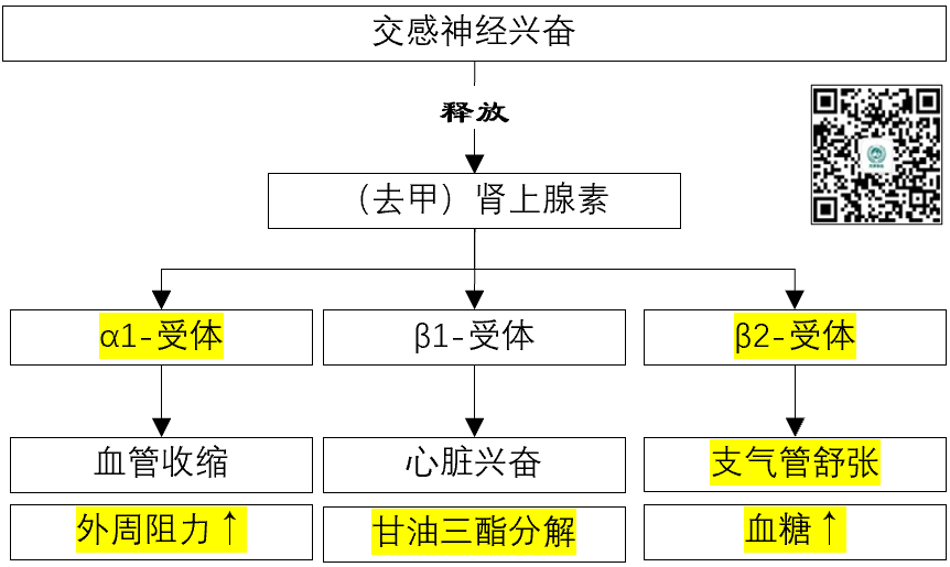 美托洛尔,卡维地洛,拉贝洛尔之间的区别!