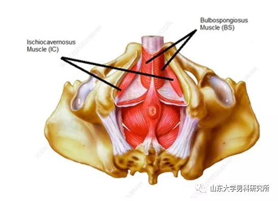 阴茎根部的基底韧带和悬韧带在阴茎勃起时支持阴茎,防止阴茎根部拉离