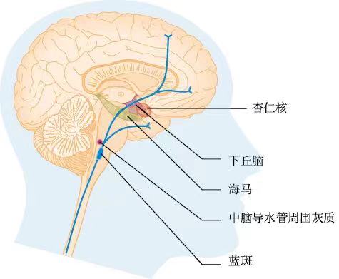 4 与惊恐障碍有关的脑区这里所显示的边缘系统的一些区域和蓝斑可能