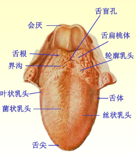 舌乳头:舌背面粘膜向外形成的乳头状突起.