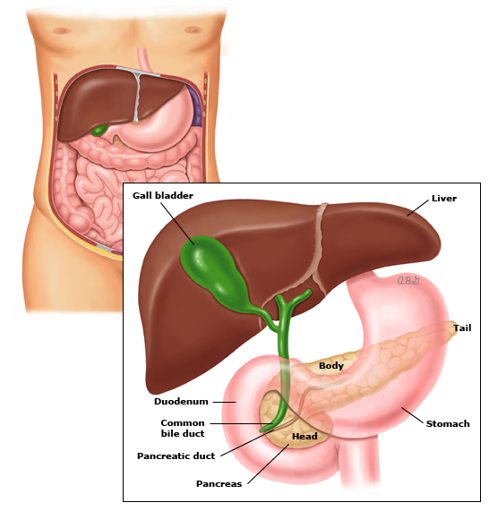 PancreasanatomyPIedt.jpg