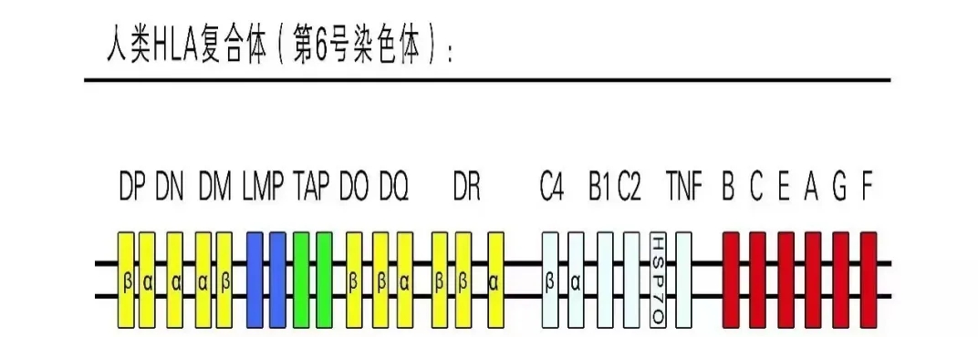 undefined 复发性流产1.png