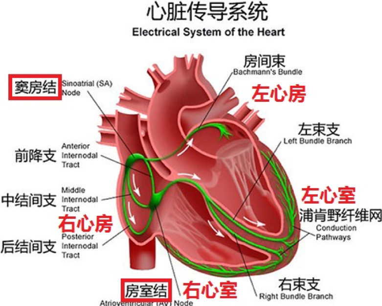 心脏的心房心室分布图图片