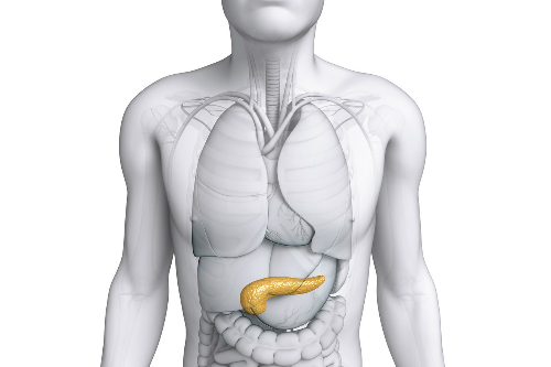 胰腺位置图图片