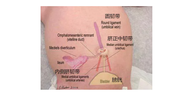肚脐内部结构解剖图图片