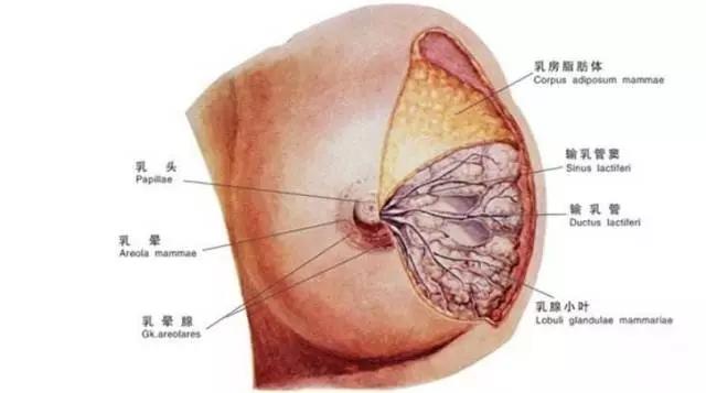 乳房是什么表面图片