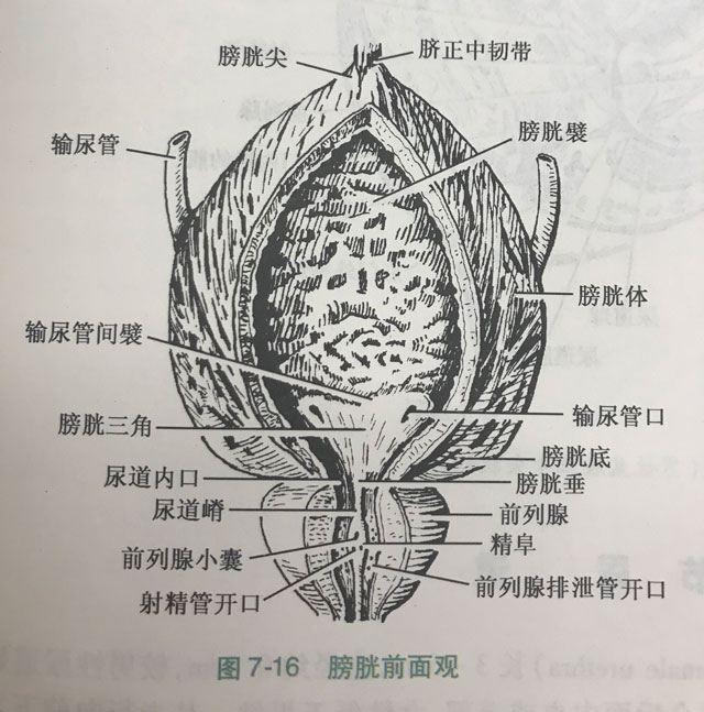 狠狠憋尿真能把膀胱憋爆炸吗