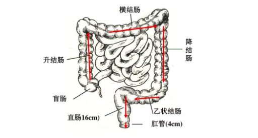 乙状结肠解剖位置图片图片