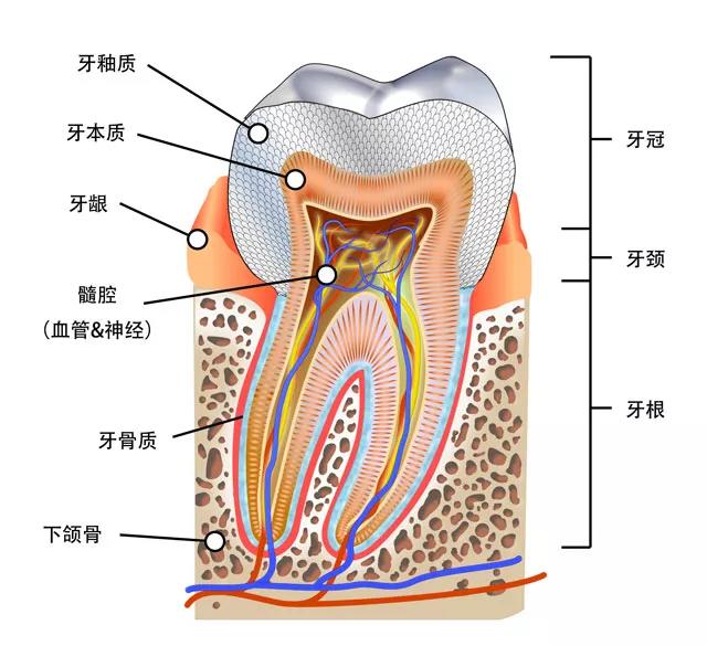 牙齿的构成 结构图图片