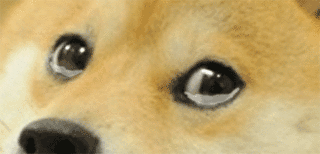 1y.gif