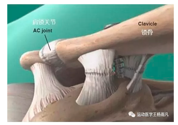 从武磊受伤开始解析肩锁关节脱位这种常见运动损伤