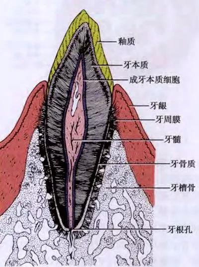 春雨医生