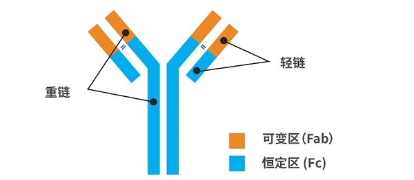 这个区域是千变万化的,可以说没有两种抗体的可变区是相同的,它决定了