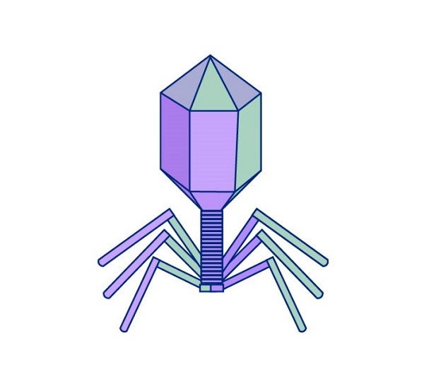 噬菌体logo图片
