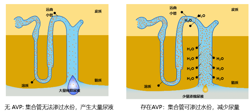 春雨医生