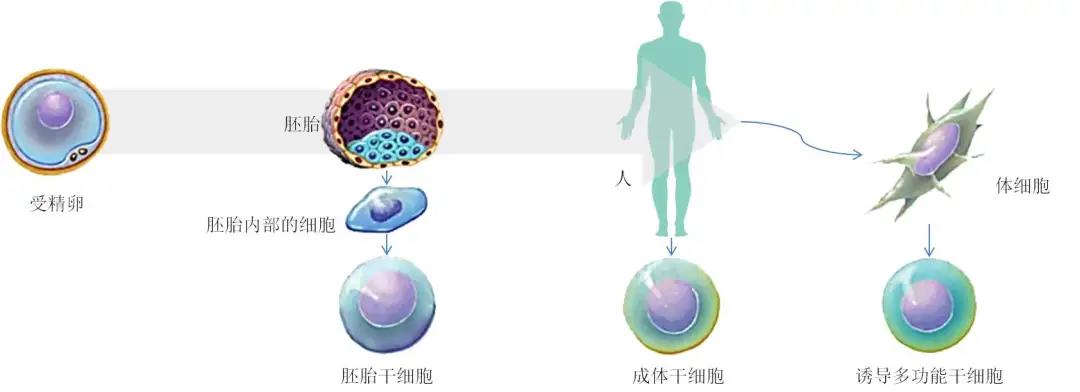 生殖嵴图片