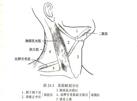 甲状腺区域六区图图片