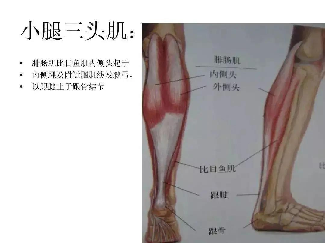 腓肠肌位置示意图图片