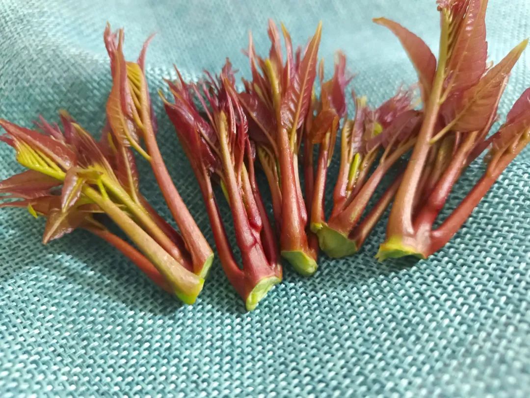 春雨医生 春雨医生