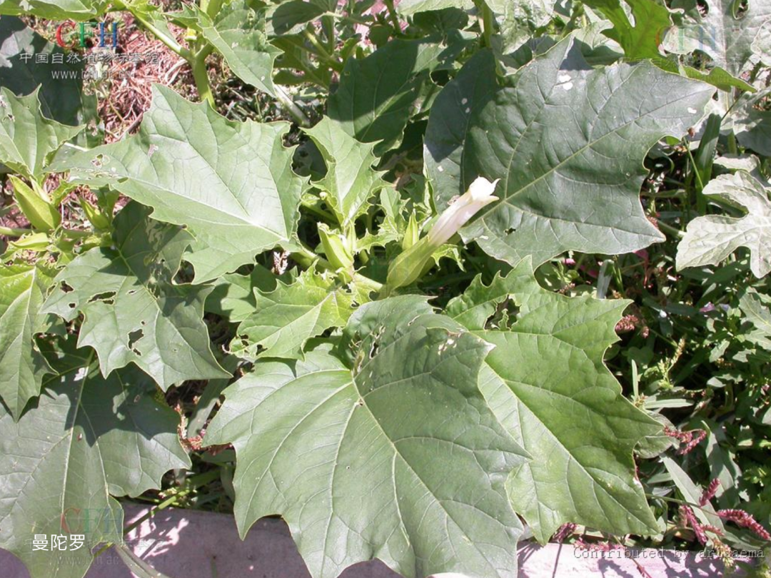 春雨医生 春雨医生