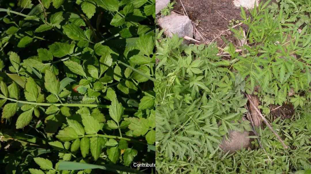 春雨医生 春雨医生