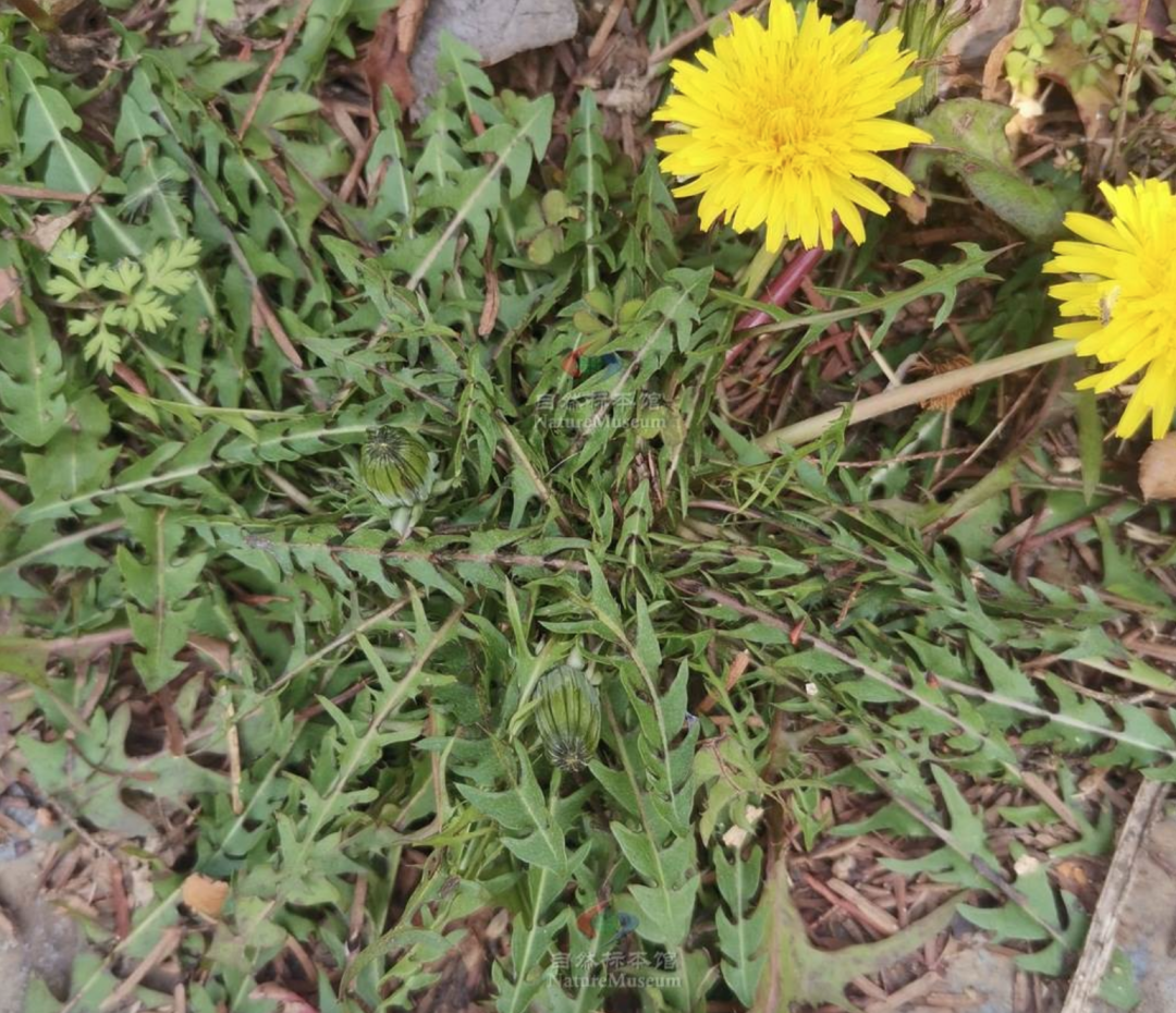 春雨医生 春雨医生