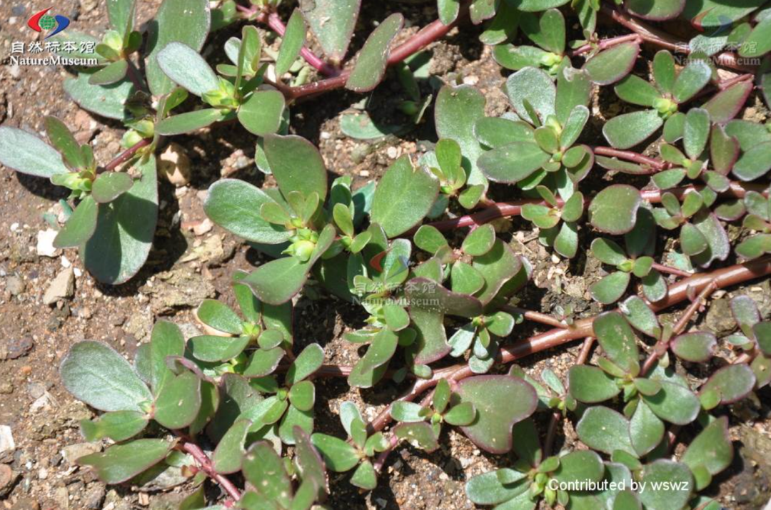 春雨医生 春雨医生