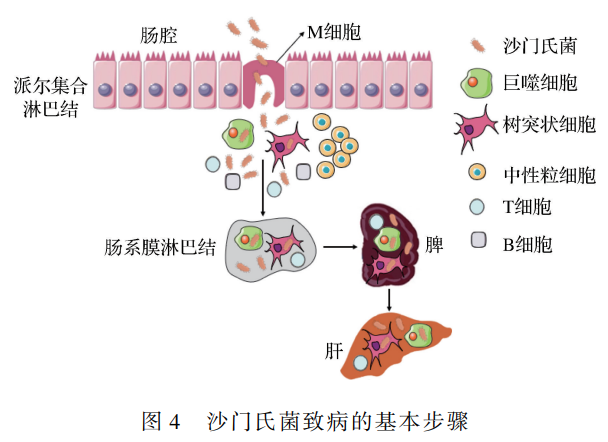 让费列罗召回多款巧克力产品的沙门氏菌,预防要注意这3点! 