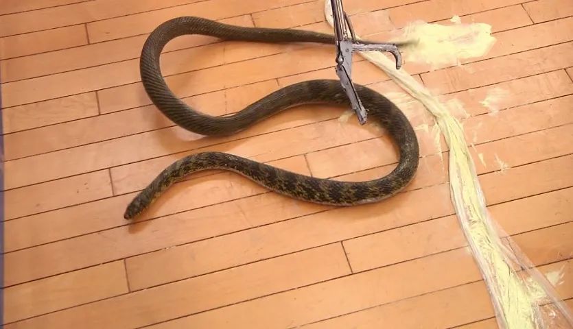 春雨医生 春雨医生