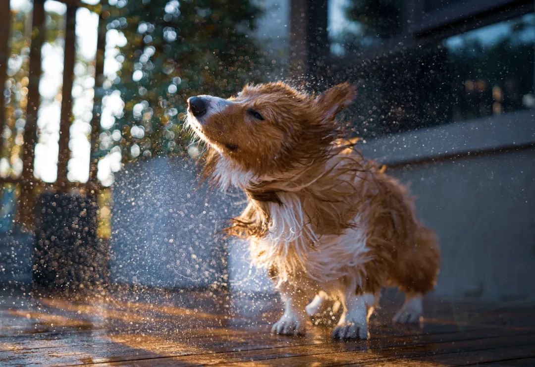 春雨医生