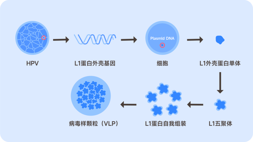 接种HPV疫苗，你是否还在担心安全性和有效性......