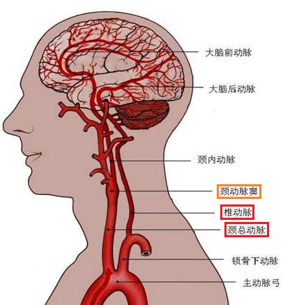 脑血管走向图图片